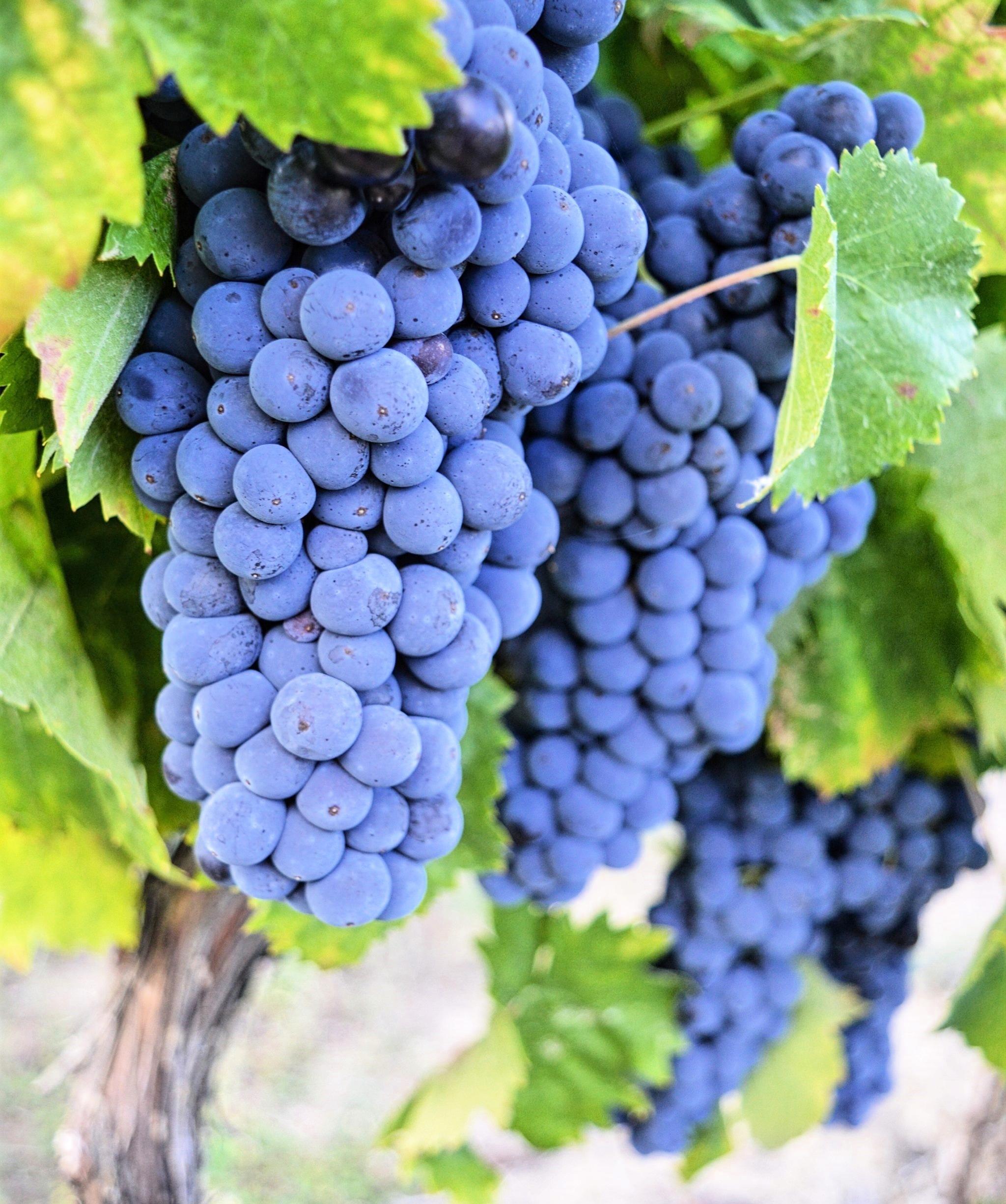 wine grapes